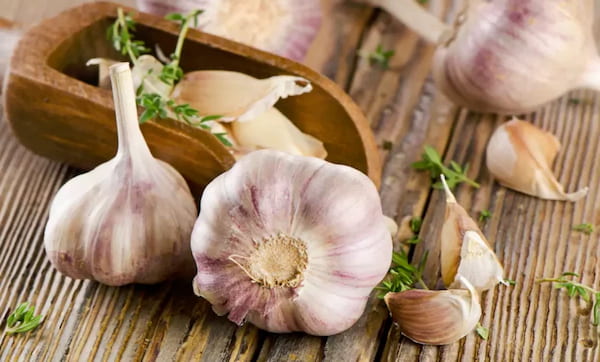 تصویر 3 از خرید و قیمت سیر سفید بی بو + فروش عمده